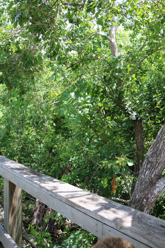 august-2016-042_11_1