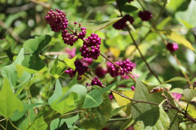 september-2016-145_17_1