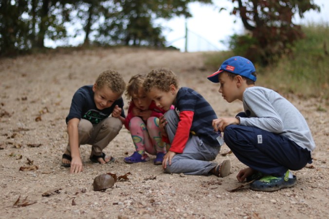Western Box Turtle (reptiles and amphibians), Cherryville, MO