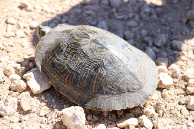 Turtle (reptiles and amphibians), Nueces Delta Preserve