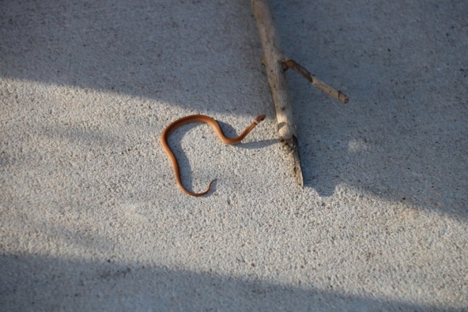 Dekay's brownsnake (reptiles and amphibians), Oso Wetland Preserve