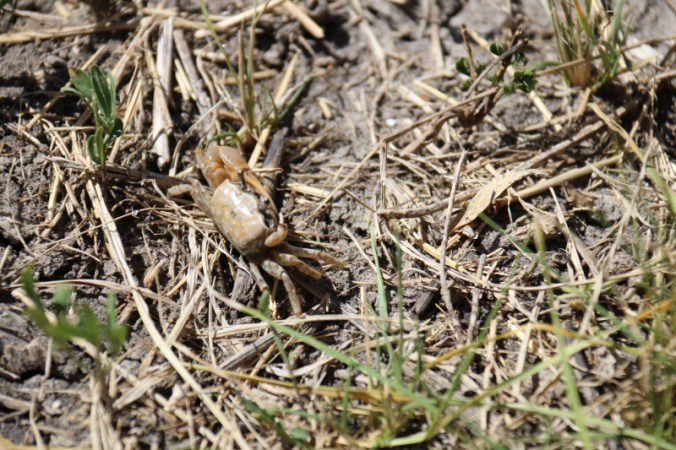 Fiddler Crab (crustacean), Nueces Delta Preserve