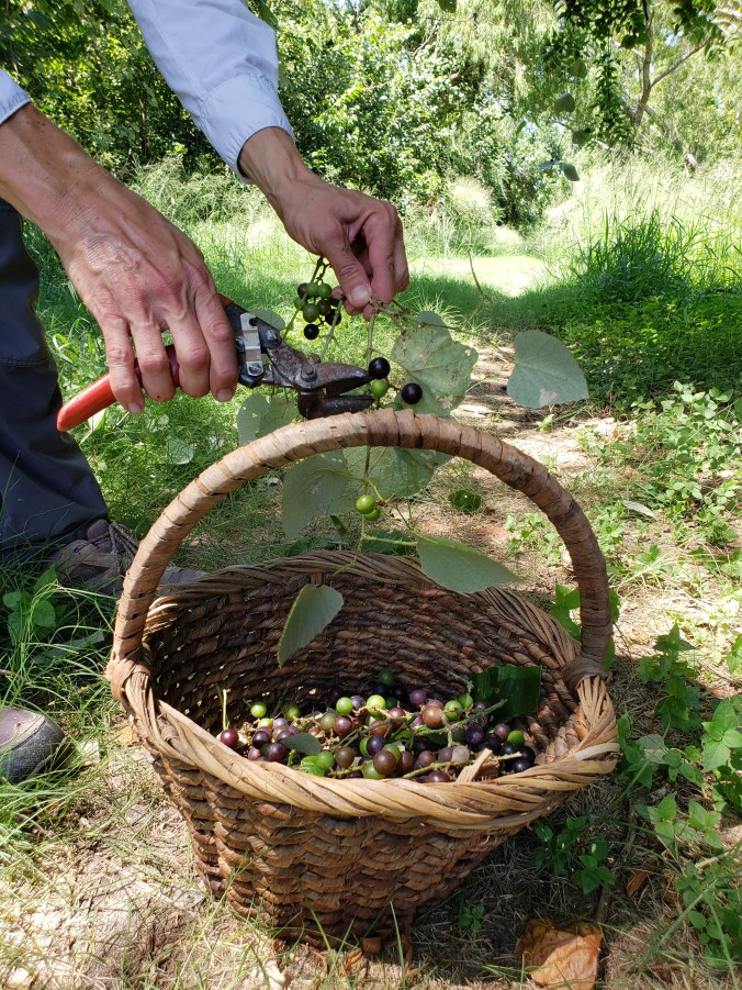 with-every-intention-foraging-wild-mustang-grapes