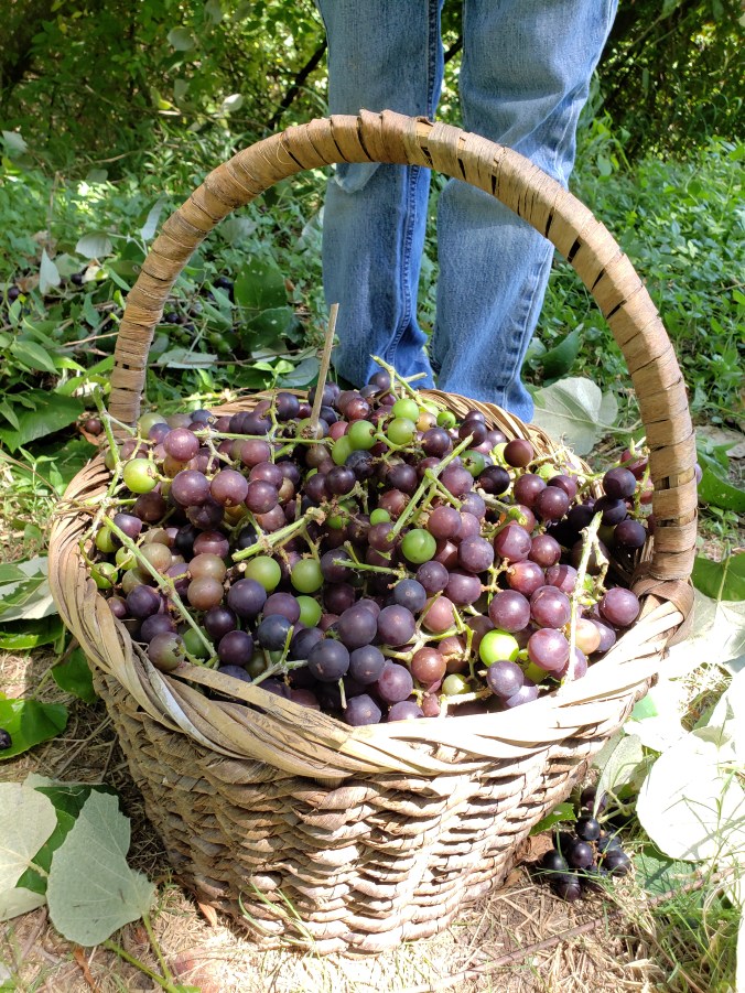 with-every-intention-foraging-wild-mustang-grapes