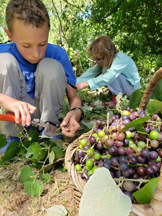 with-every-intention-foraging-wild-mustang-grapes