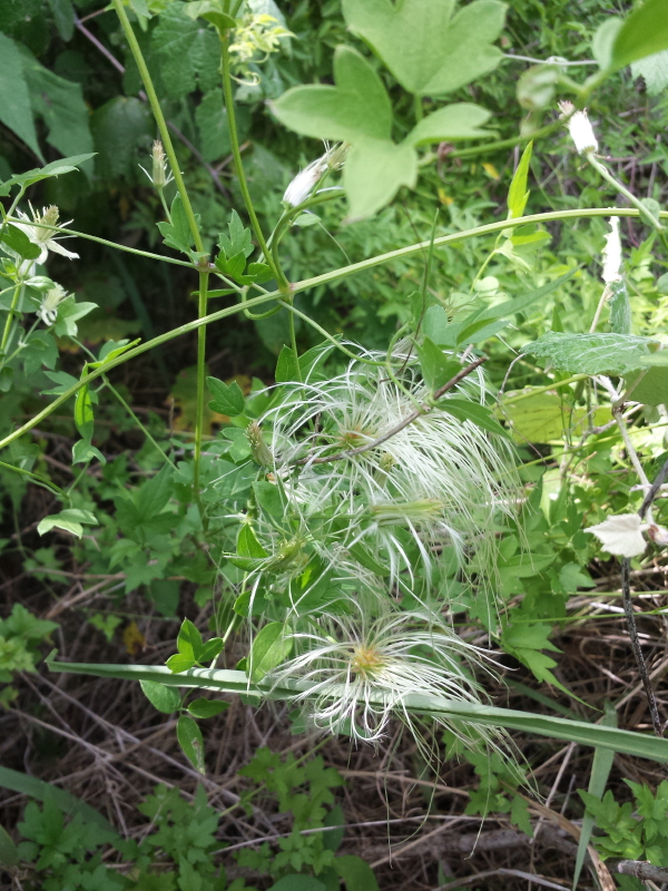 old-man's-beard-nature-study-intentional