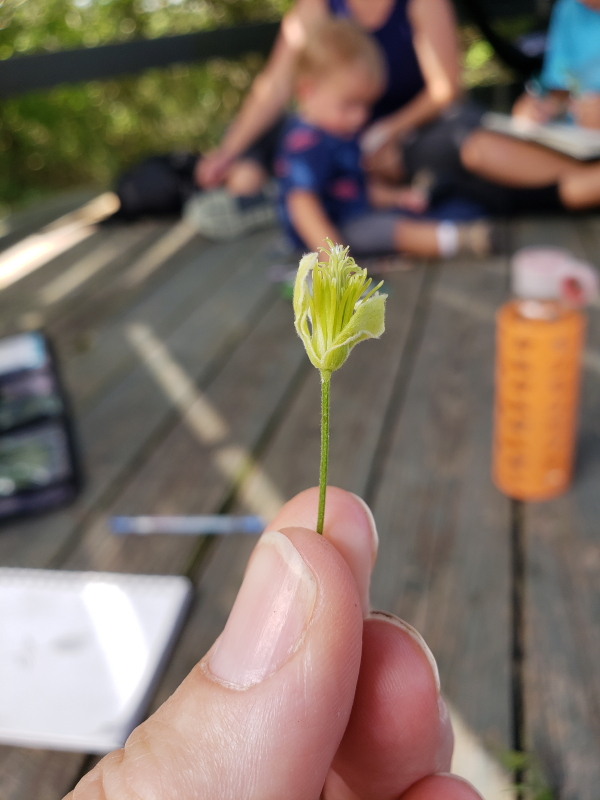 nature-study-clematis-drummondii