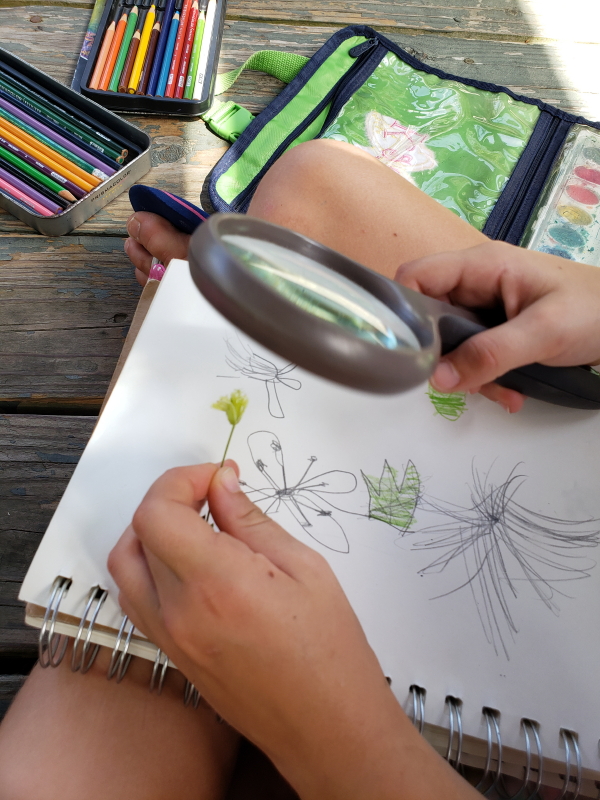 nature-study-clematis-drummondii