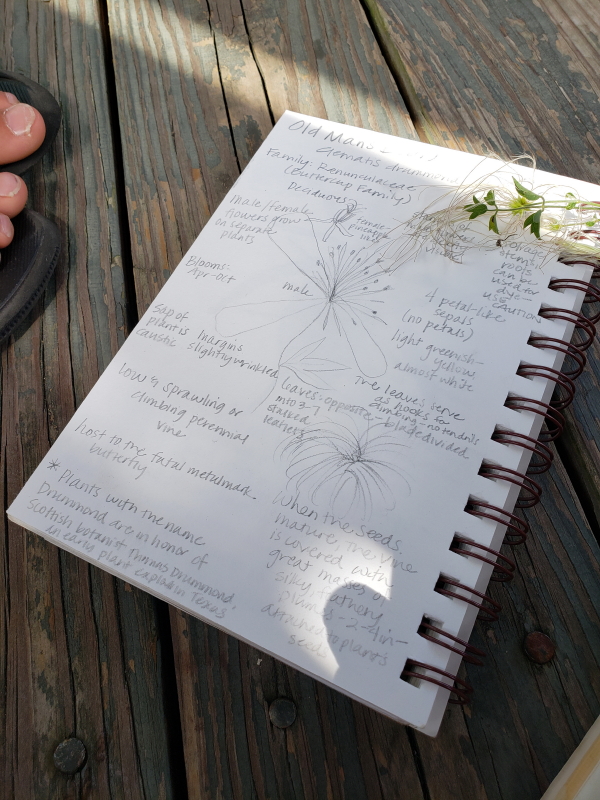 nature-study-clematis-drummondii