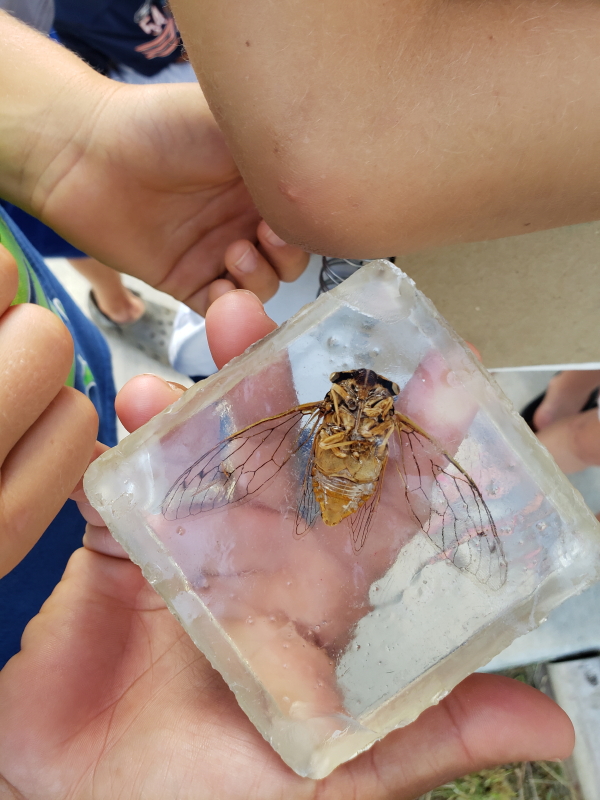nature-study-cicadas-with-every-intention