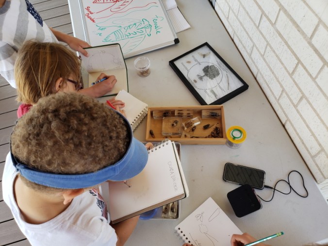 nature-study-cicadas-with-every-intention