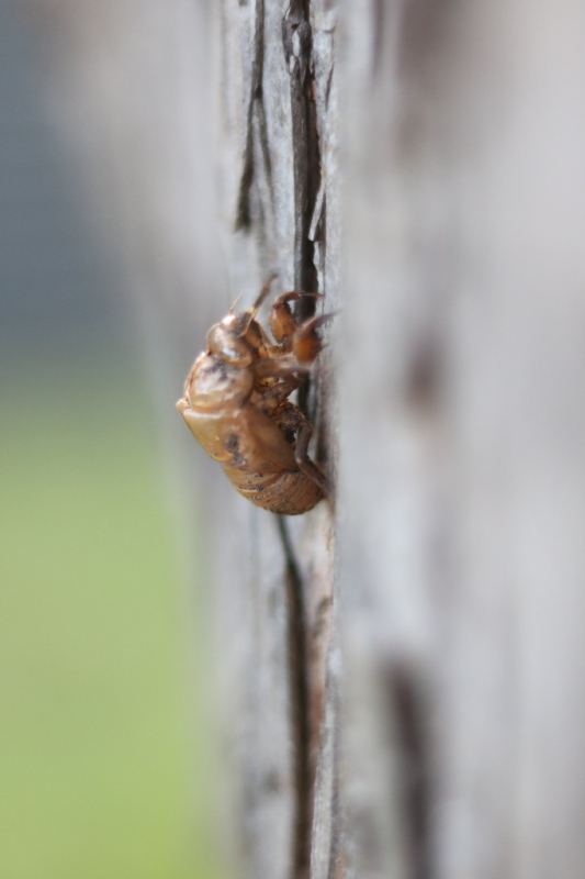 nature-study-cicadas-with-every-intention