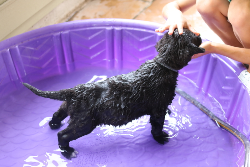 the-puppy-house-with-every-intention