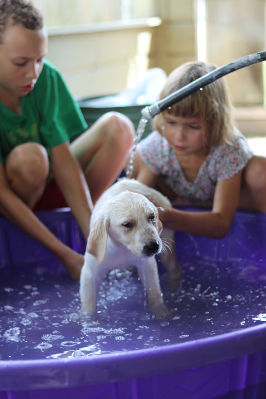 the-puppy-house-with-every-intention