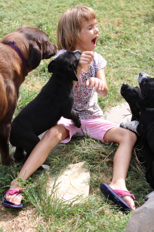 the-puppy-house-with-every-intention