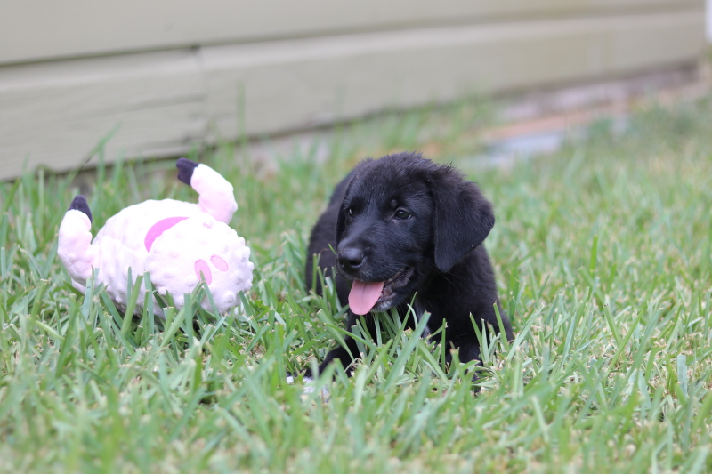 the-puppy-house-with-every-intention