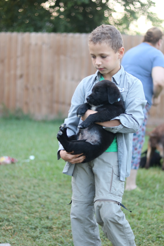 the-puppy-house-with-every-intention