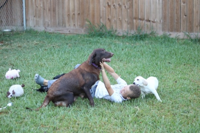 the-puppy-house-with-every-intention