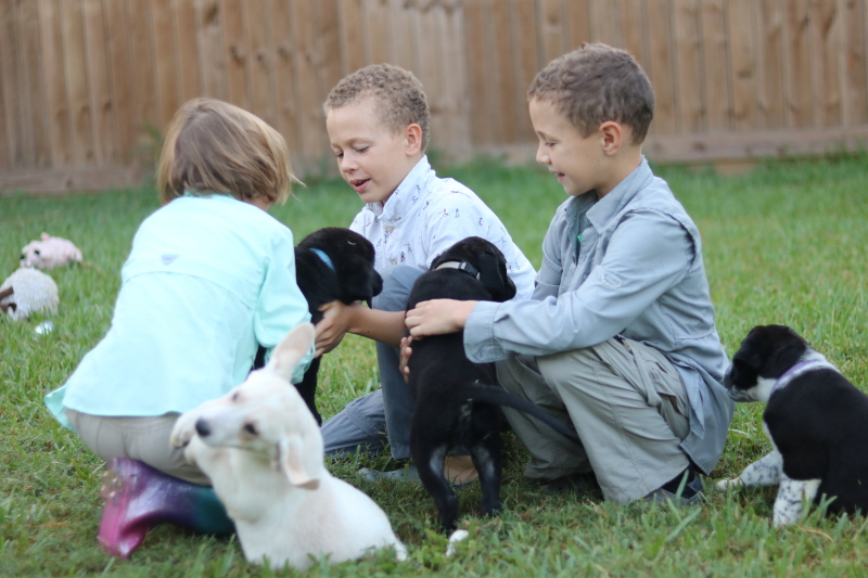 the-puppy-house-with-every-intention