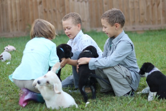 the-puppy-house-with-every-intention