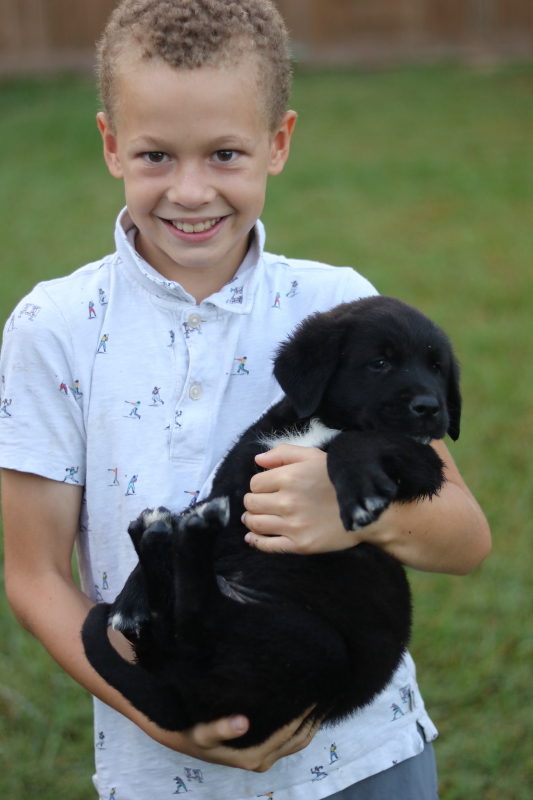 the-puppy-house-with-every-intention