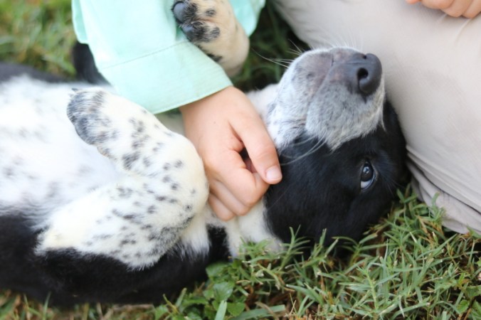 the-puppy-house-with-every-intention