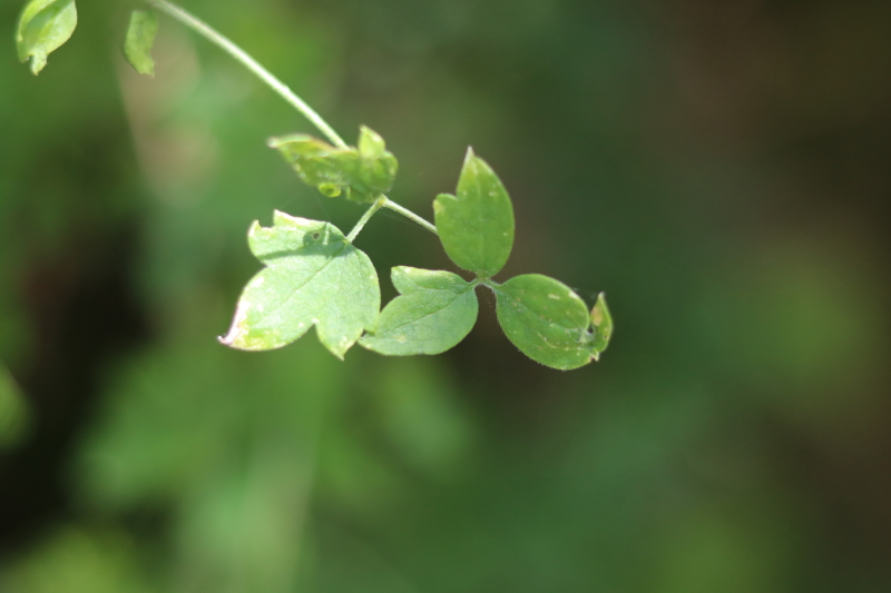 nature-study-clematis-drummondii